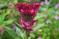 Beautiful celosia flower pink cockscomb flowers from the Celosia cristata species, during springtime with defocused background 5 Royalty Free Stock Photo