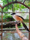 Beautiful Cendet or Long-tailed Shrike bird standing on a perch, side view. Royalty Free Stock Photo