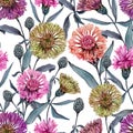 Beautiful Centaurea flowers with leaves on white background. Seamless floral pattern. Watercolor painting.