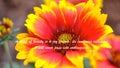 A brilliant Red & Yellow flower and inspirational quote by John Keats