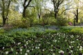 Beautiful Central Park Garden with Colorful Tulips and Green Plants during Spring in New York City Royalty Free Stock Photo