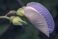 Closeup shot of violet spurred butterfly pea flower Royalty Free Stock Photo