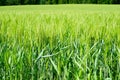 Beautiful cereal field image, close-up view on fresh ears of young green barley Royalty Free Stock Photo