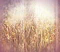 Beautiful cereal - wheat field