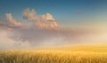 Beautiful cereals field in nature on sunrise, panoramic landscape; Ears of golden wheat