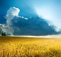 Beautiful cereals field in nature on sunrise, panoramic landscape; Ears of golden wheat Royalty Free Stock Photo