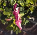 Beautiful cerise pink single hibiscus flower in summer bloom