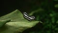 Beautiful Ceylon Tiger butterfly with a beautiful black and white pattern wings spread on a green leaf in early the morning.