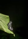 Beautiful Ceylon Tiger butterfly rest on the edge of a green leaf, natural dark environment with dim lighting, dark background
