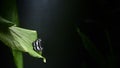 Beautiful Ceylon Tiger butterfly rest on the edge of a green leaf, natural dark environment with dim lighting, soft bokeh dark Royalty Free Stock Photo
