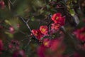 Beautiful Chaenomeles in bloom, red flowers of Japanese Quince on branches. Spring time. Red flowering background. Royalty Free Stock Photo