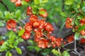 Beautiful Chaenomeles japonica flower Royalty Free Stock Photo