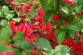 Beautiful Chaenomeles japonica flower Royalty Free Stock Photo