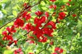 Beautiful Chaenomeles japonica flower Royalty Free Stock Photo