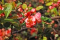 Beautiful Chaenomeles japonica flower Royalty Free Stock Photo