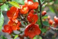 Beautiful Chaenomeles japonica flower Royalty Free Stock Photo