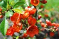 Beautiful Chaenomeles japonica flower Royalty Free Stock Photo