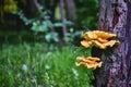 Beautiful chaga mushrooms grow on the trunk of a tree