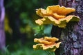 Beautiful chaga mushrooms grow on the trunk of a tree