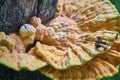 Beautiful chaga mushrooms grow on the trunk of a tree