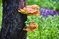 Beautiful chaga mushrooms grow on the trunk of a tree