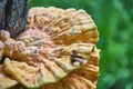 Beautiful chaga mushrooms grow on the trunk of a tree