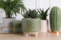 Beautiful Chamaedorea, Aloe and Haworthia in pots with decor on wooden table, closeup. Different house plants