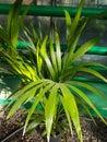 Beautiful Chamaedorea palm in the greenhouse close-up