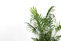 Beautiful chamaedorea palm near white wall, closeup and space for text. Exotic plant