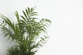 Beautiful chamaedorea plant near white wall, space for text. House decor