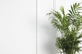 Beautiful chamaedorea plant near white wall, space for text. House decor