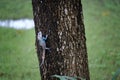 beautiful chameleon clutch tree. Agamidae animal wildlife chameleon in Thailand. Lizard on Fence blur nature background