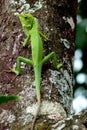 A beautiful chameleon crawling on a tree