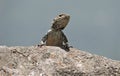 Beautiful chameleon potrait shot sitting on rock