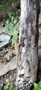 Beautiful chameleon in wood