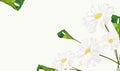 Beautiful chamomile background for your text or banner. White blooming chamomile. Banner for beauty product, perfume or