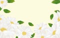 Beautiful chamomile background for your text or banner. White blooming chamomile. Banner for beauty product, perfume or