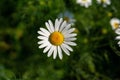 Beautiful chamomile on a blurry background. Close-up