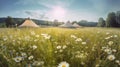 Beautiful chamomile field for glamping in summer with tents and blue sky