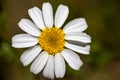 Beautiful chamomile flower or also known as daisy growing freely in the field, under the radiant spring sun Royalty Free Stock Photo