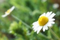 Chamomile flower growing in field, closeup. Space for text Royalty Free Stock Photo