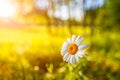 Beautiful chamomile flower in meadow. Spring or summer nature scene with blooming daisy in sun flares. Soft focus Royalty Free Stock Photo