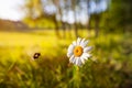 Beautiful chamomile flower in meadow. Spring or summer nature scene with blooming daisy in sun flares. Soft focus Royalty Free Stock Photo