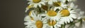 Beautiful chamomile flowers banner. Spring or summer nature scene with blooming daisy in sun flares. Banner Royalty Free Stock Photo