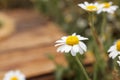Beautiful chamomile flowers growing in field. Space for text Royalty Free Stock Photo