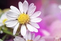 Beautiful Chamomile flowers Royalty Free Stock Photo