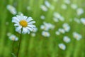 Beautiful chamomile flowers in meadow