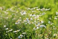 Beautiful chamomile flowers in meadow. Spring or summer nature scene. Soft focus Royalty Free Stock Photo