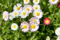 Beautiful chamomile flowers outdoors on sunny day. Springtime. Top view of white blooming daisy flowers on spring green Royalty Free Stock Photo