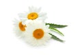 Beautiful chamomile flowers on white background Royalty Free Stock Photo